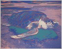 KG 2006 Br.02
<br/>
Schildpad
<br/>
<em>Warhol, Andy (1928-1987)</em>